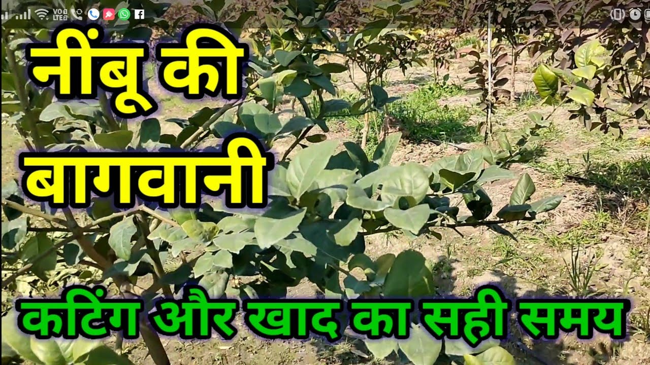 115. निम्बू के पौधों की कटिंग और खाद देने की तैयारी का सही तरीका ।। Lime pruning and fertilisation