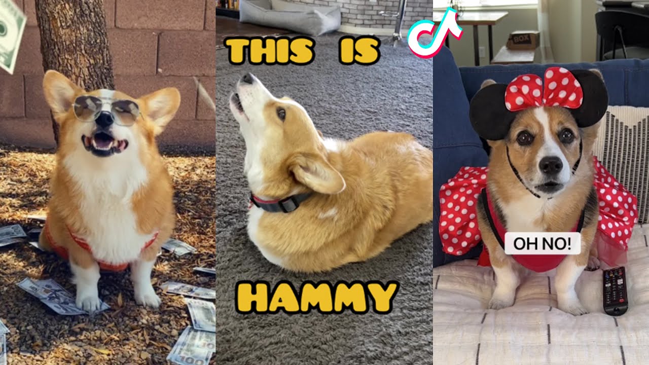 New Hammy and Olivia Funny TikToks 2022 | Best Hammy and Olivia Tiktok Videos Compilation