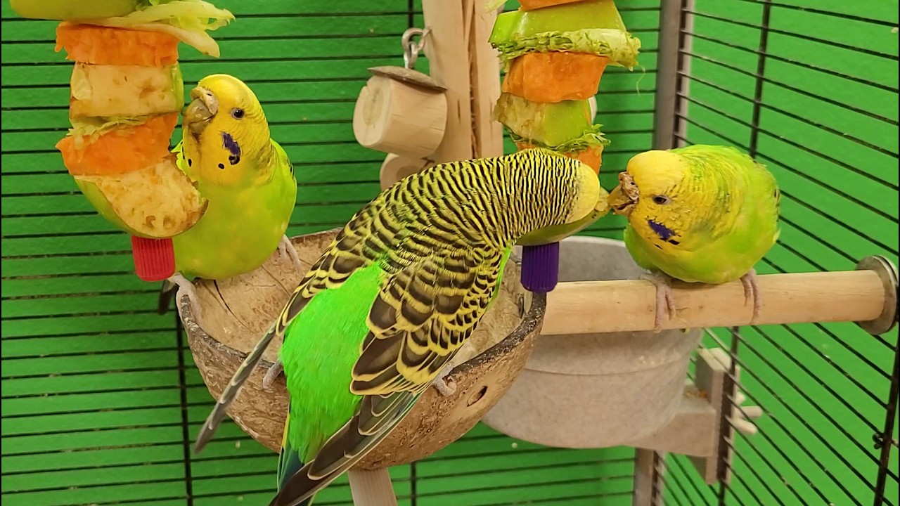 budgie sounds