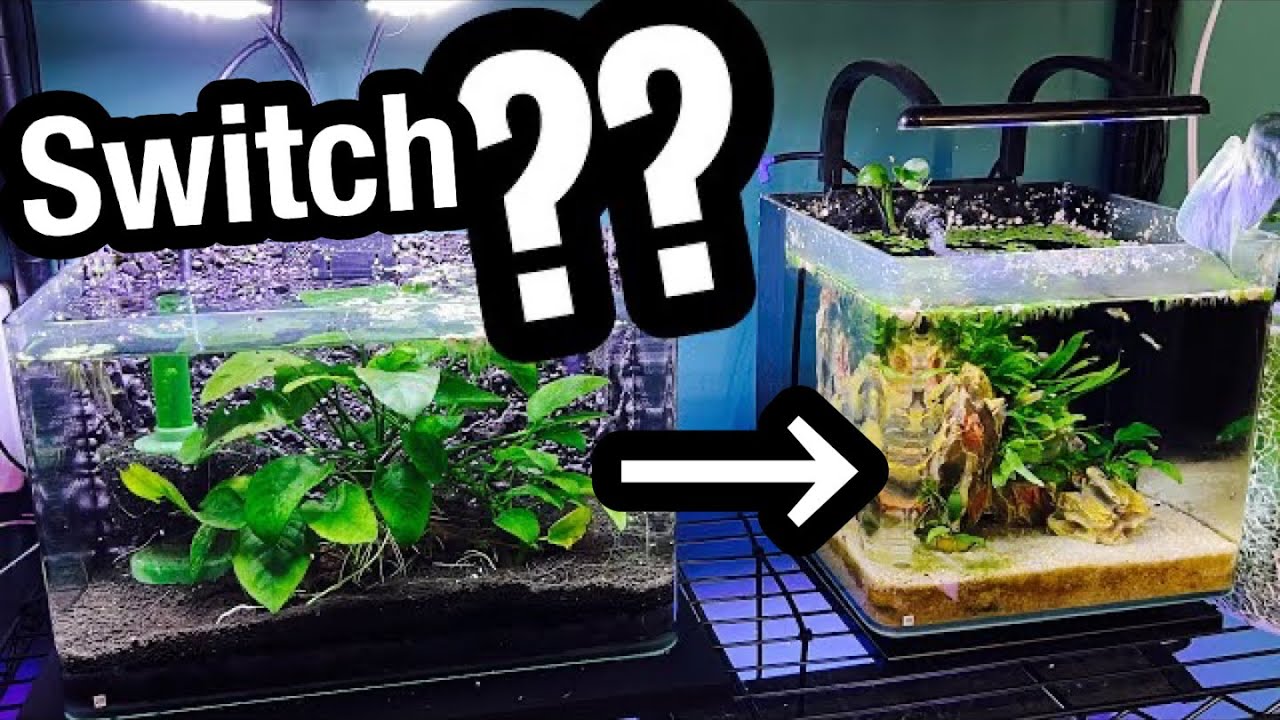 Hack: Switching Aquarium Gravel to Sand