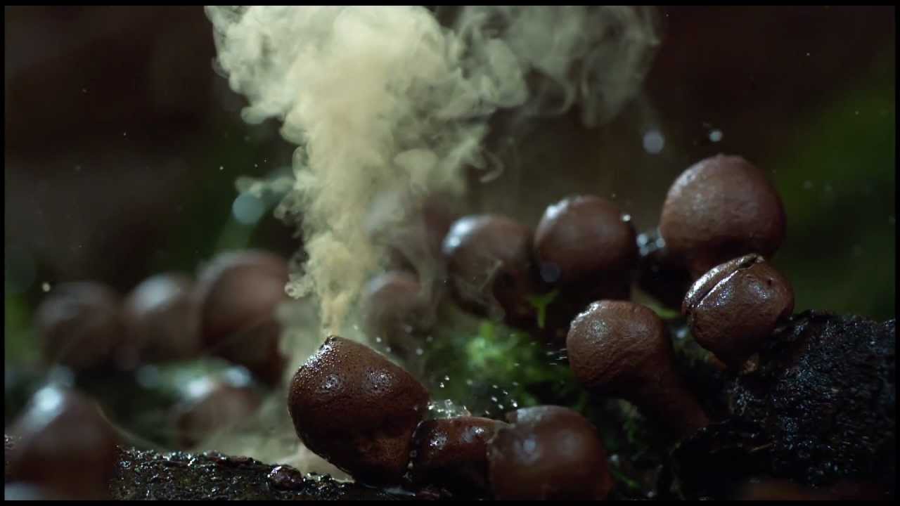 The coolest nature video ever! 2012 HD