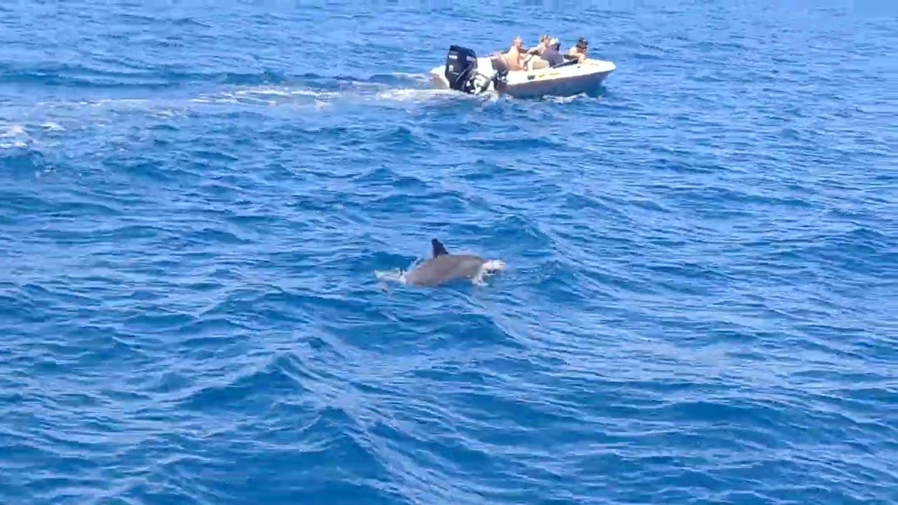 Unforgettable Mauritius: My Tropical Adventure & Island Highlights! Dolphin Festival - Clive Coetzee