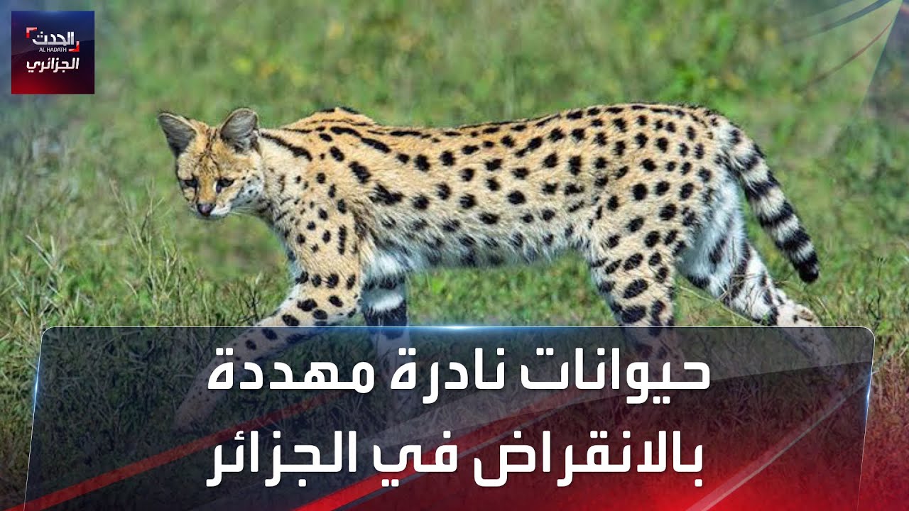 حيوانات مهددة بالانقراض في الجزائر، هل كنت تعرف عنها؟