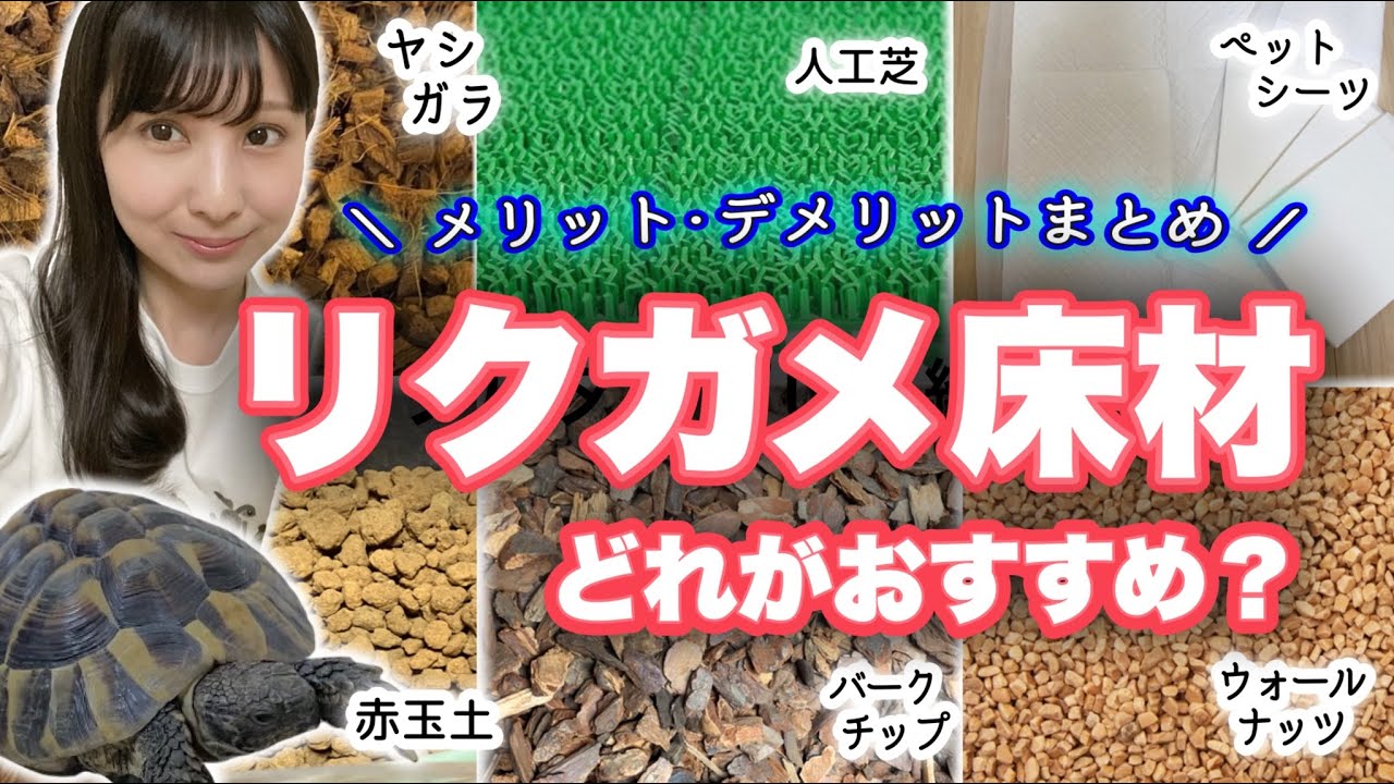 リクガメ床材のおすすめは？選び方とメリットデメリットまとめ！