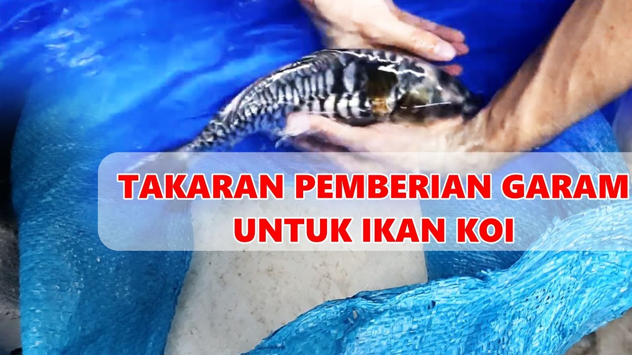 TAKARAN UNTUK PENGGARAMAN IKAN KOI  | VLOG PERAWATAN