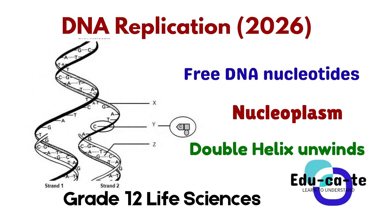 DNA Replication - Grade 12 Llife Sciences 