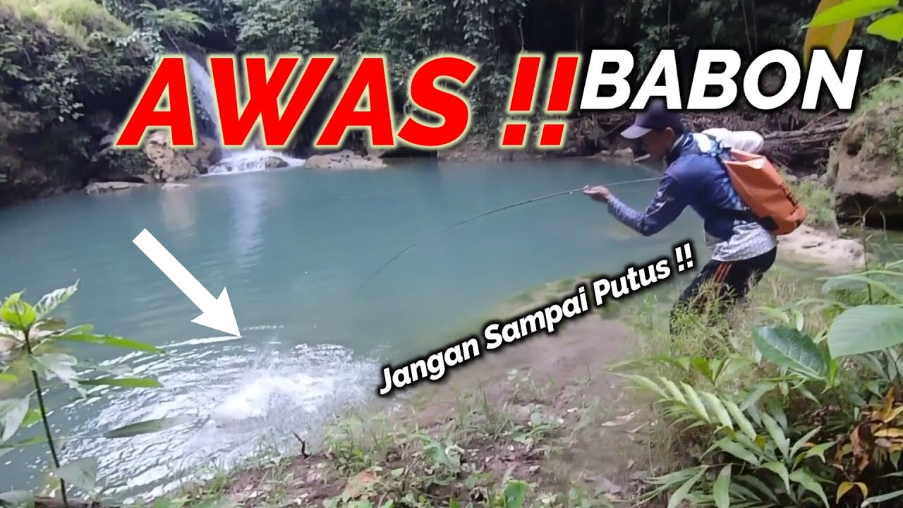 Rekor Mancing Terbesar ikan Jungle Perch - Mancing mania Super gede #198 #bclfishing