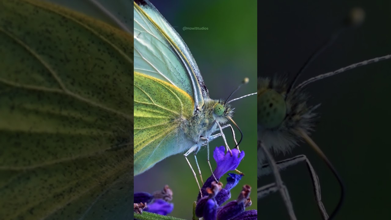 Cabbage Butterfly drinking Nectar from Flower #butterfly #nectar #cabbage #nature #wildlife HA58099