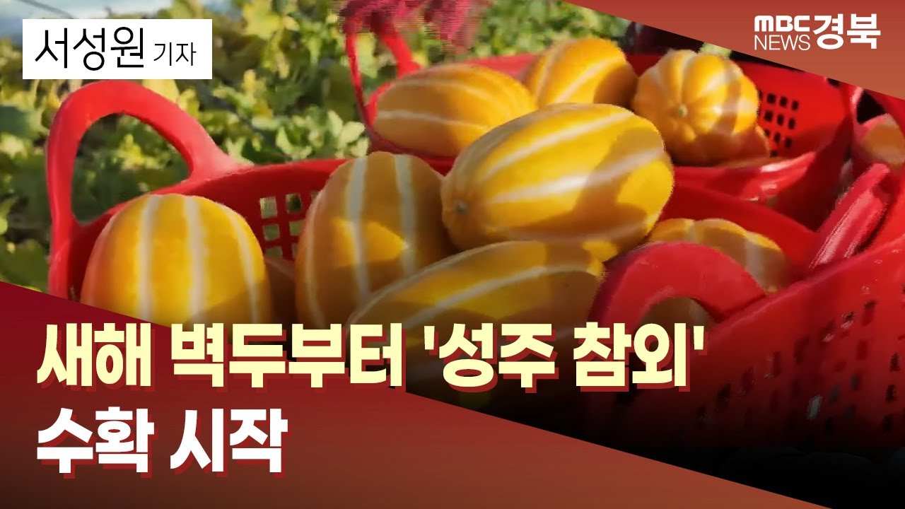 [R]새해 벽두부터 '성주 참외' 수확 시작 / 안동MBC