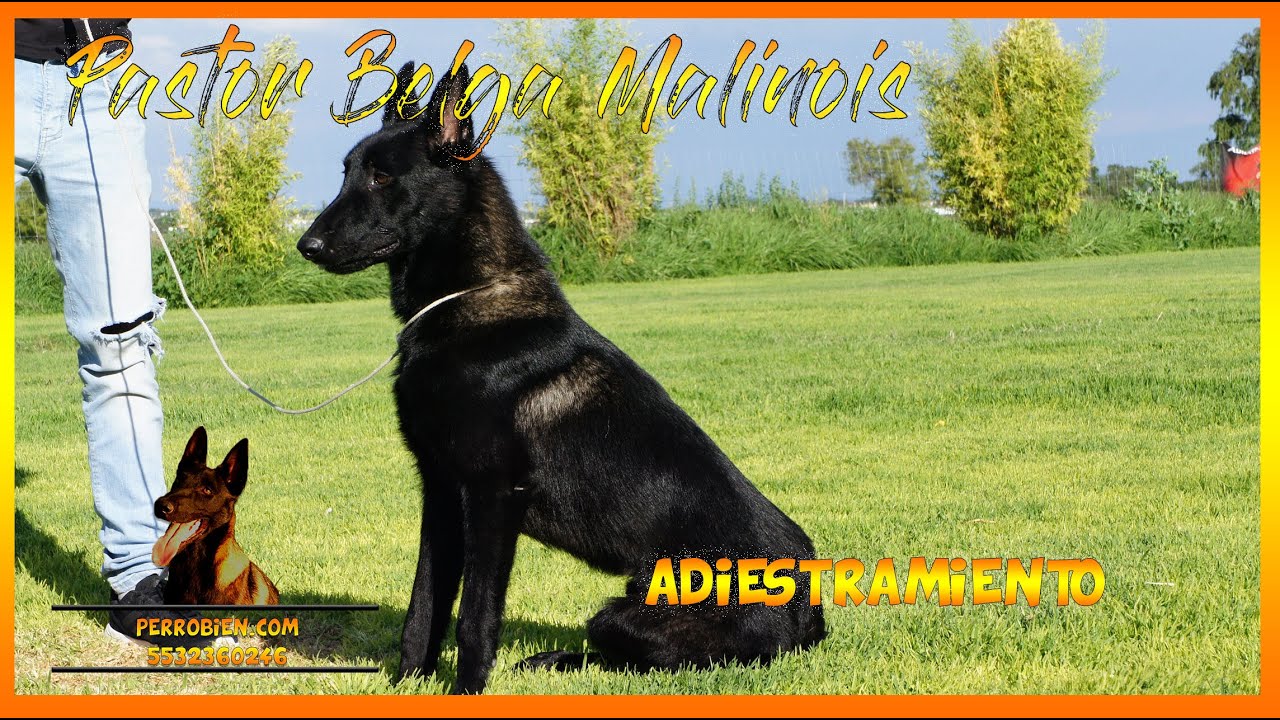 Día 7 Como entrenar aun perro en guardia y protección en 60 días