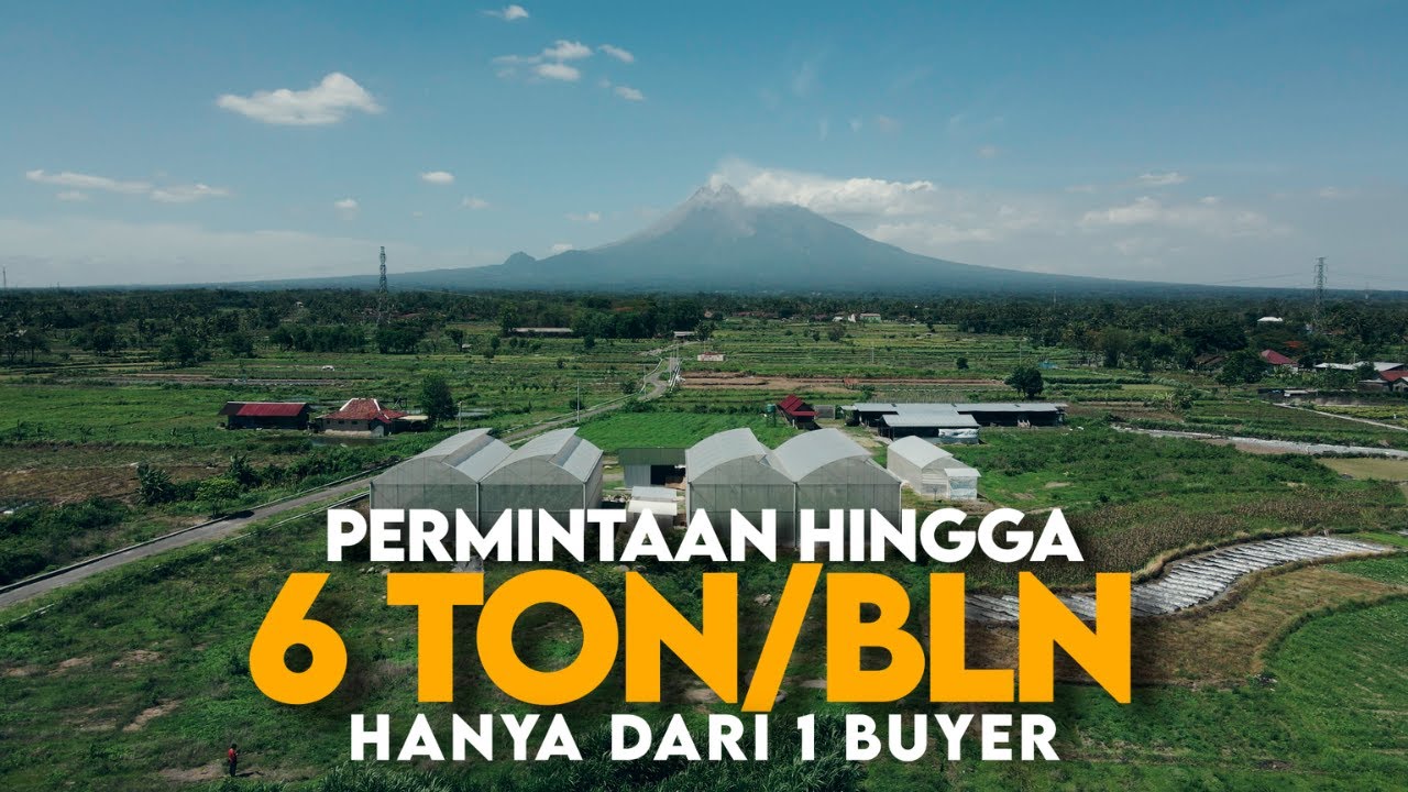 Pengusaha Muda Sukses Budidaya Melon Hidroponik dalam Greenhouse,  Permintaan sangat Tinggi