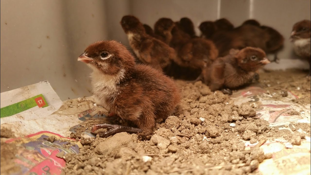 Tennessee Red Bobwhite Quail Chicks