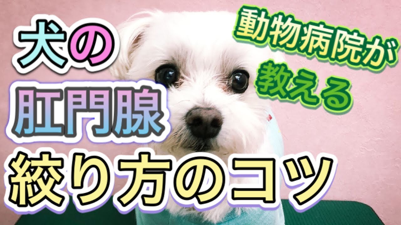 犬の肛門腺の絞り方のコツ。肛門腺の出るところが一発で分かります！動物病院が教えてます。