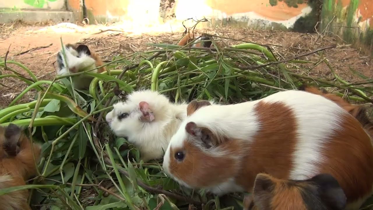 Guinea Pig Cam Saturday March 14 2026