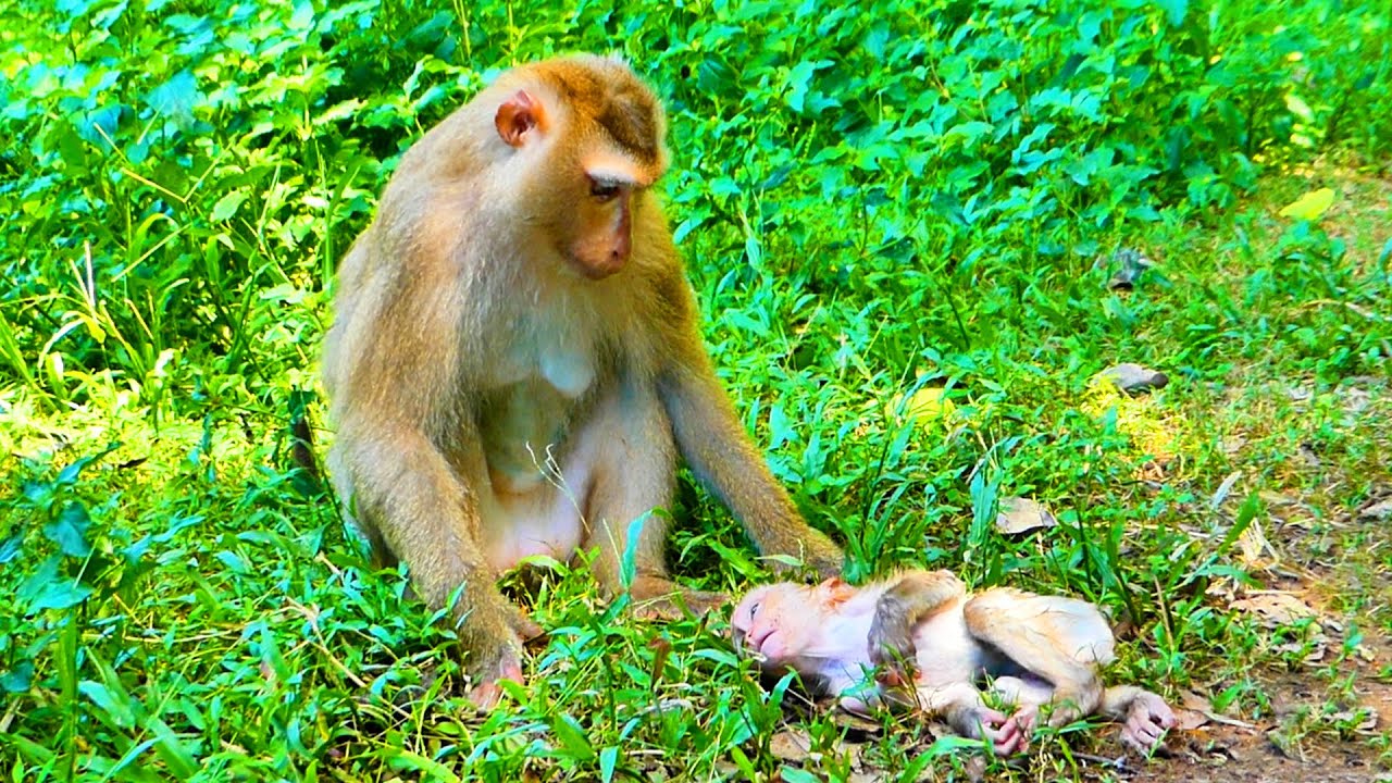 Good memories! Baby monkey laying on the ground after mum takes him to swims a long time // Old clip