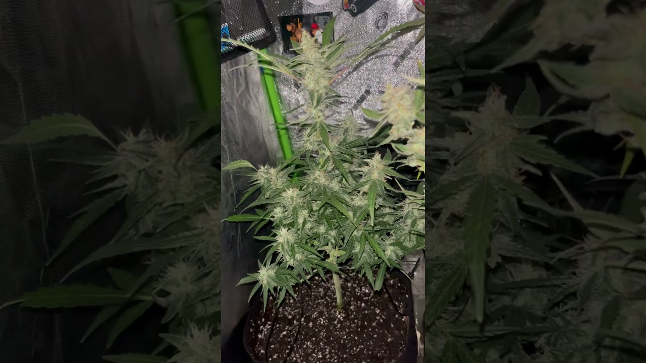 My Christmas Tree #trending #viralvideo #shorts #shortvideo #foryou #fyp #weed #cannabis #viral #fy