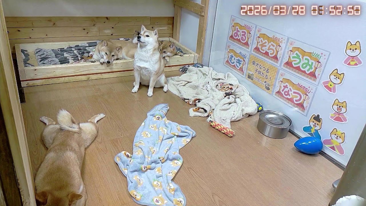 柴犬なつファミリー生配信【生後1歳＋199日】みんな良い子たちな柴！