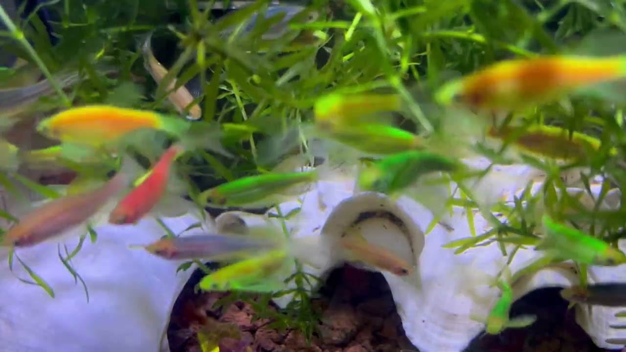 The small fish lies still in front of the predator, then suddenly swims away again to survive