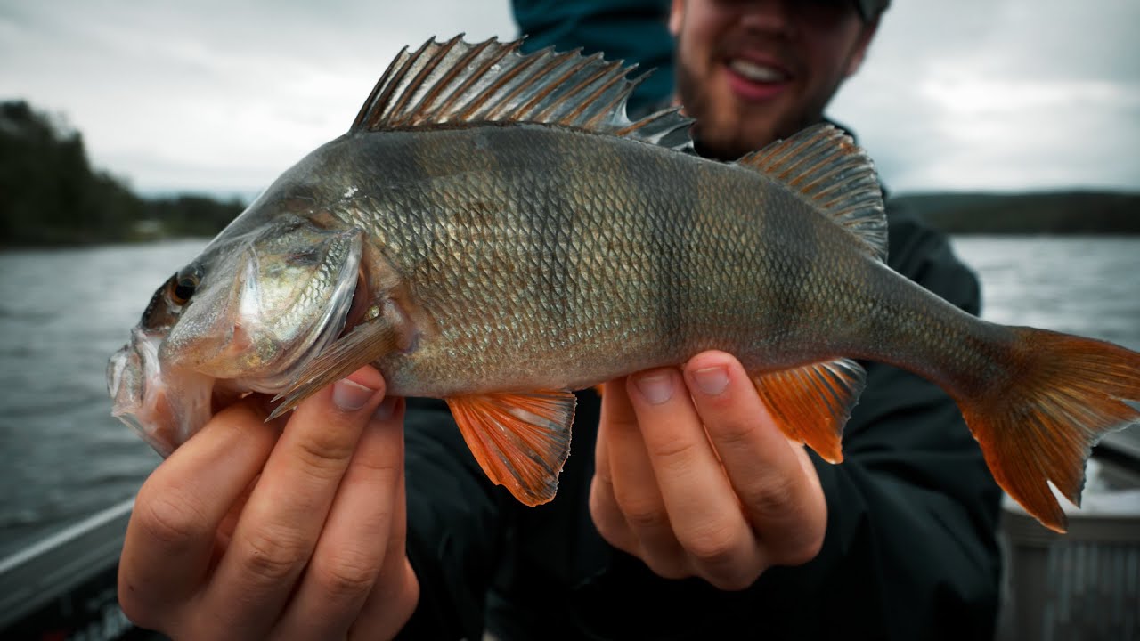 Fiske efter stor ABBORRE, GÄDDA & GÖS (8KG!)