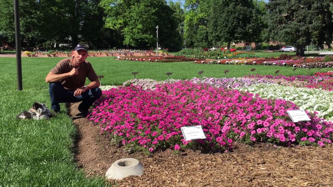 ColorRush Petunia Looks Great at Colorado State Garden Trials 2016