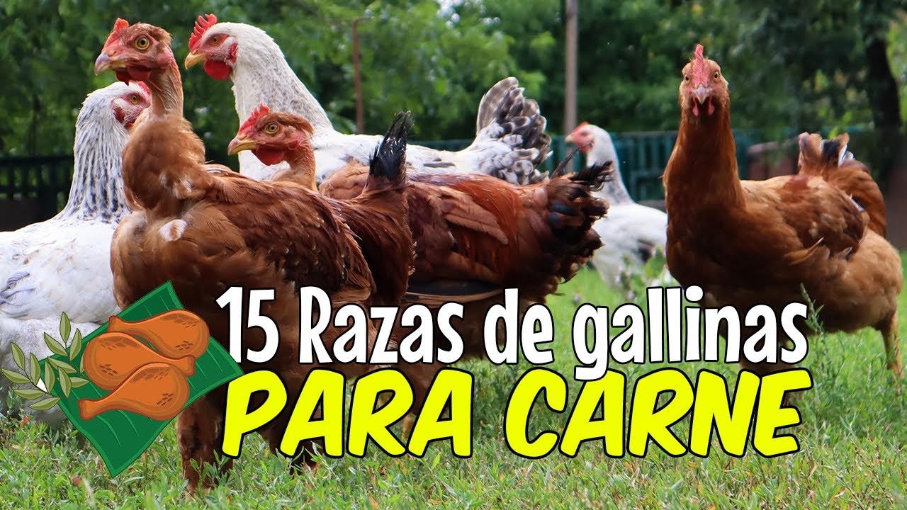 15 razas de GALLINAS para CARNE  para tu CRIADERO 🐔