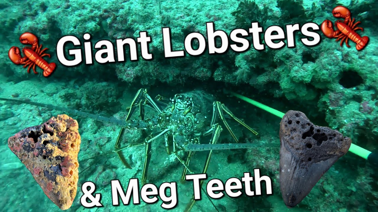Diving For Giant Lobster And Finding Meg Teeth In North Carolina