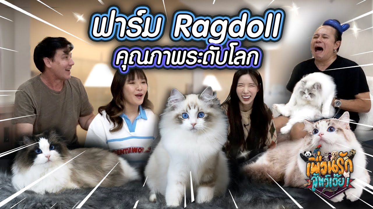Ragdoll ฟาร์ม คุณภาพระดับโลก I เพื่อนรักสัตว์เอ๊ย