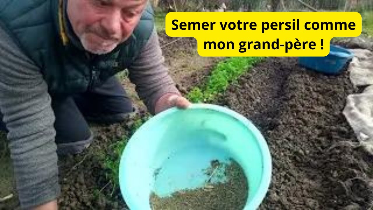 Comment semer du persil à l'ancienne comme nos grands-pères