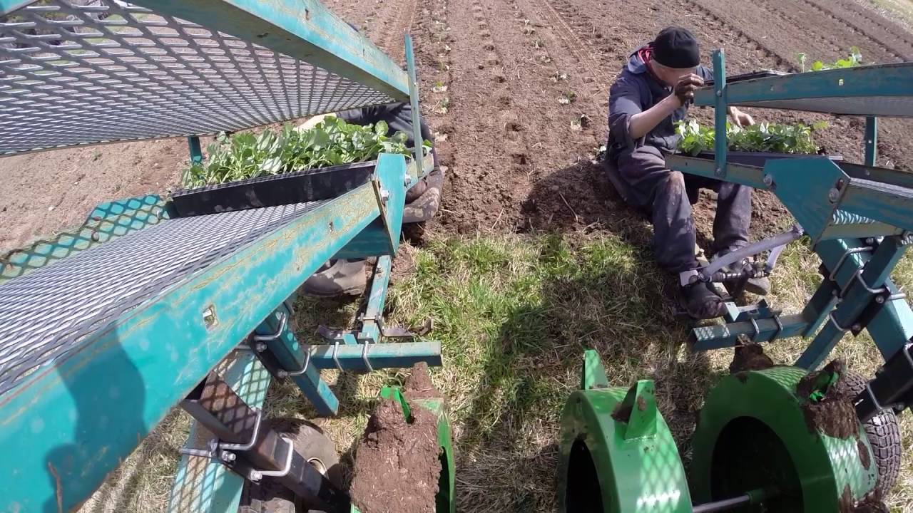 Broccoli Planting - Food Farm Slow TV