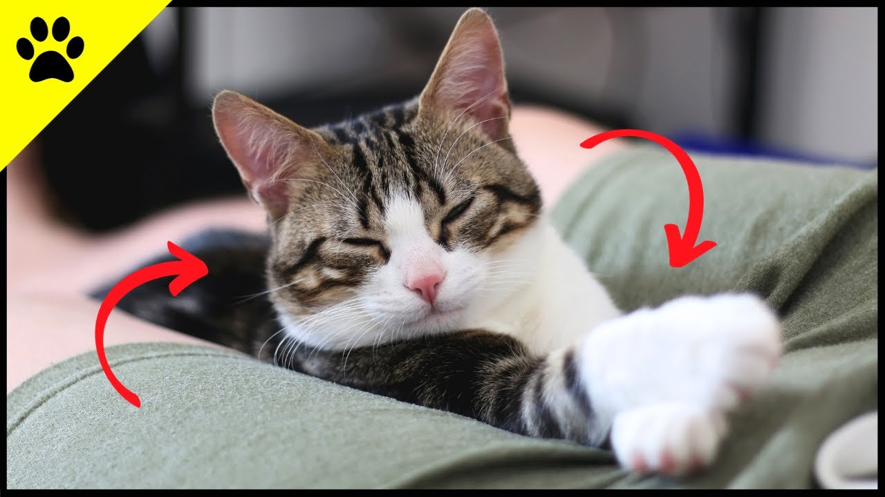 5 Reasons Why Your Cat Sits NEXT To You, But Not ON You! 💡