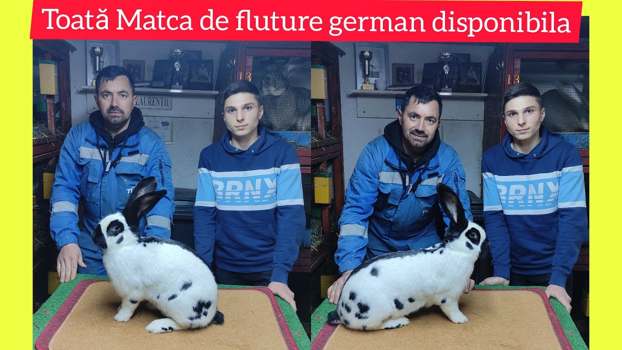 Voi renunța la rasa Fluture german ,toată matca este disponibila😟