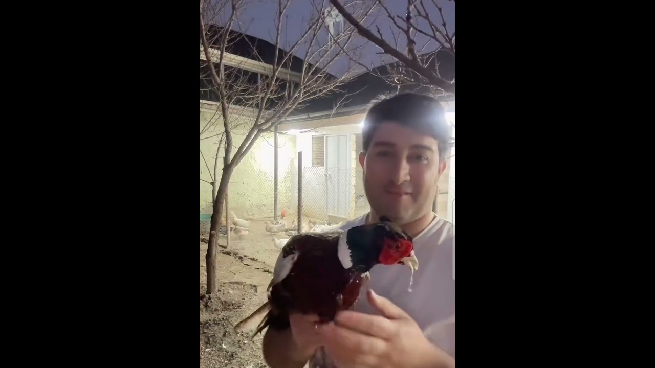 #Baboṣ hündüṣka ördək kəsib qonağı gələcək!🦃🦆🥘