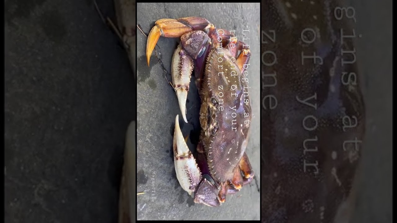 #Crab