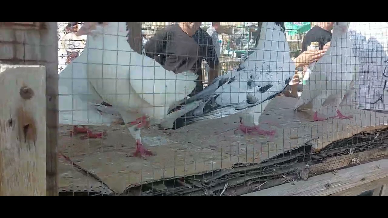 13 iyul 2025 gəncə quş bazarı 050 567 95 25