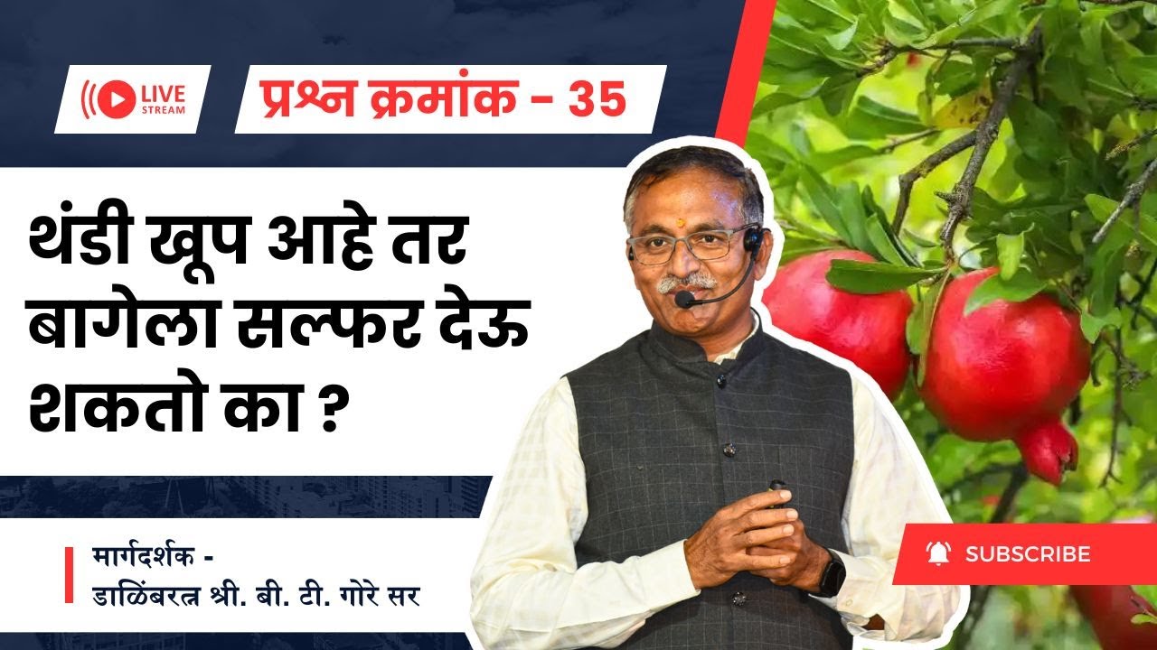 प्रश्न क्रमांक 35 - थंडी खूप वाढली आहे, बागेला सल्फर देऊ शकतो का? @BTGore