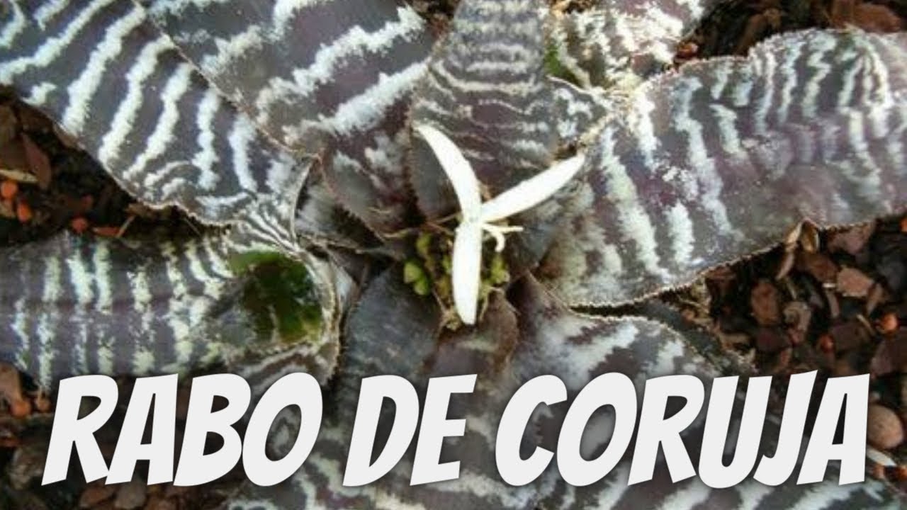 CUIDADOS com a bromélia RABO DE CORUJA: todos os cuidados que ela precisa