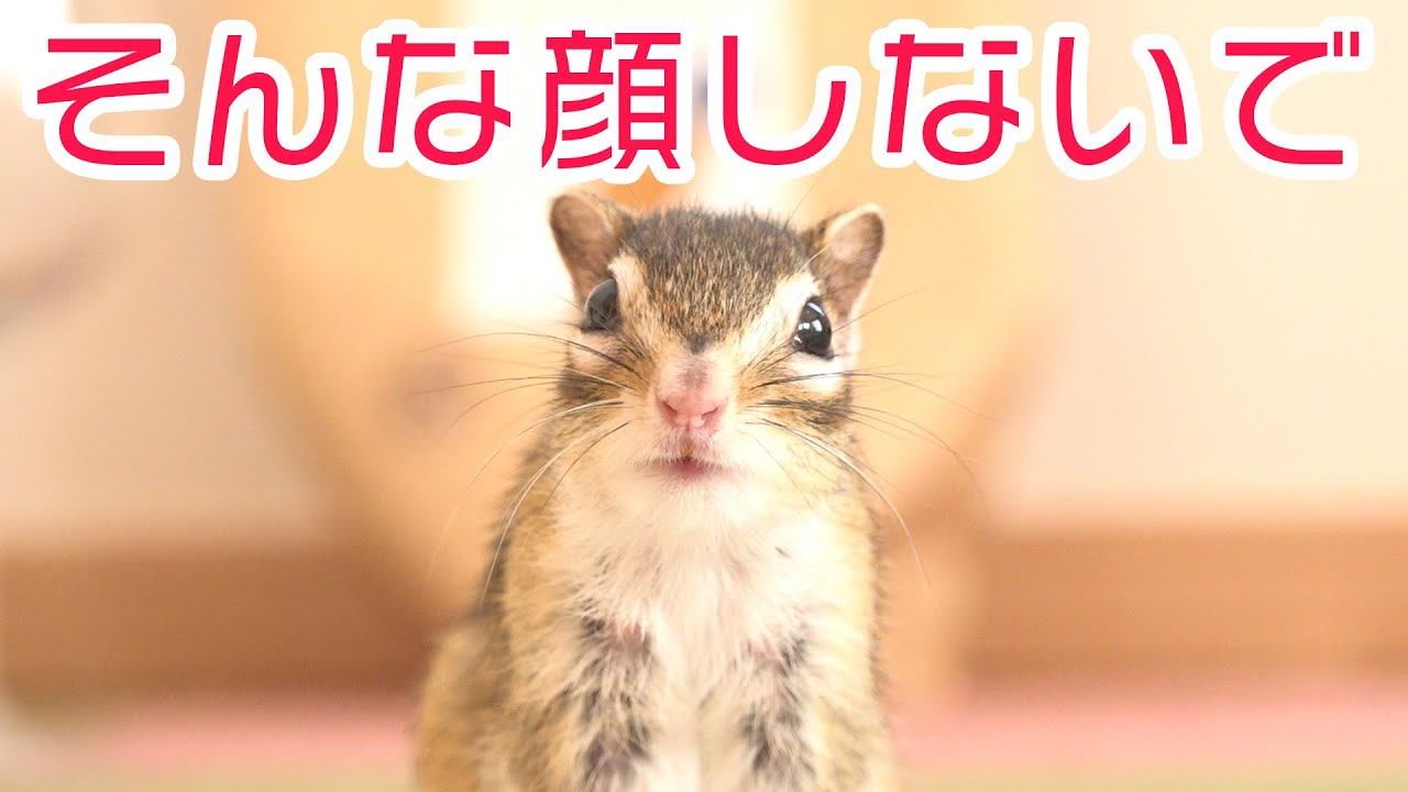 【激イラ】防御力が半端ないエサをシマリスにあげた結果ｗｗｗ