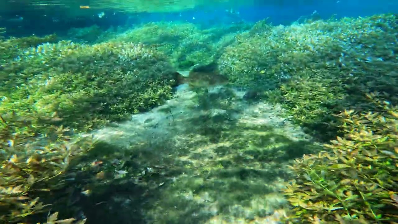 Come on a relaxing underwater adventure to see turtles, fish, and other wild life.