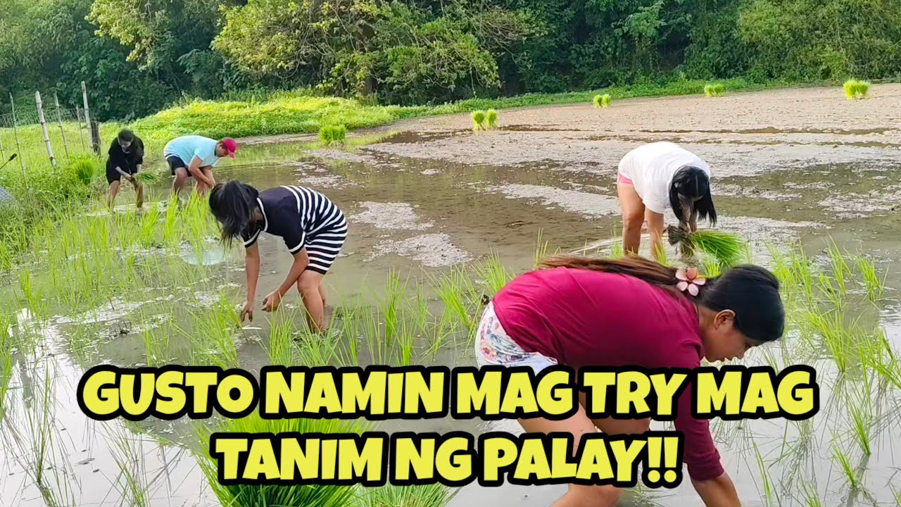 SA WAKAS NASUBUKAN NA NG MGA MARIA'S ANG PAGTATANIM NG PALAY DITO SA ABRA!!