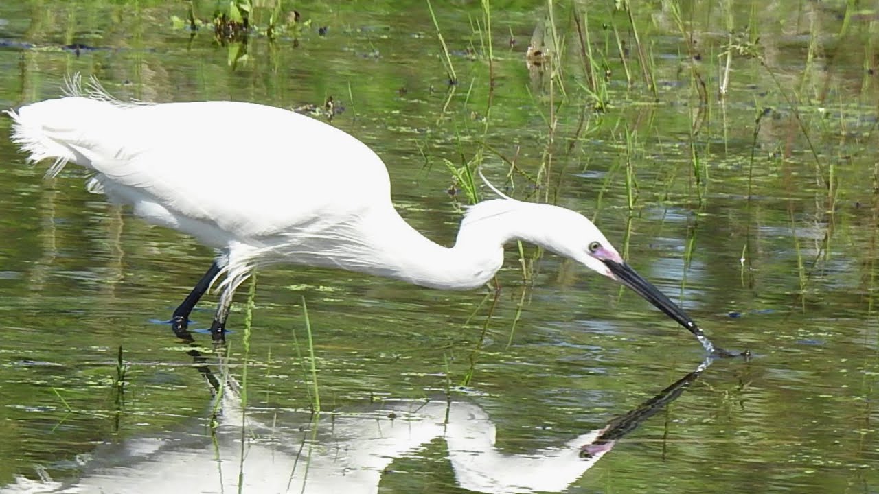 Egretta garzetta.