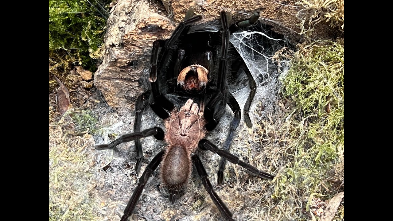 Birupes simoroxigorum pairing