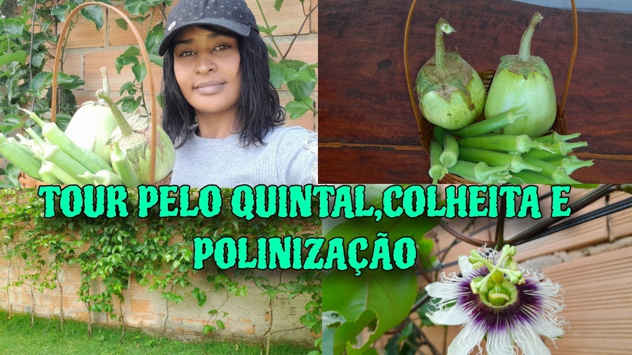 HORTA COLHEITA JILO GIGANTE DE 500 GRAMAS_POLINIZAÇÃO DO MARACUJA #horta #familialimasimples#plantio
