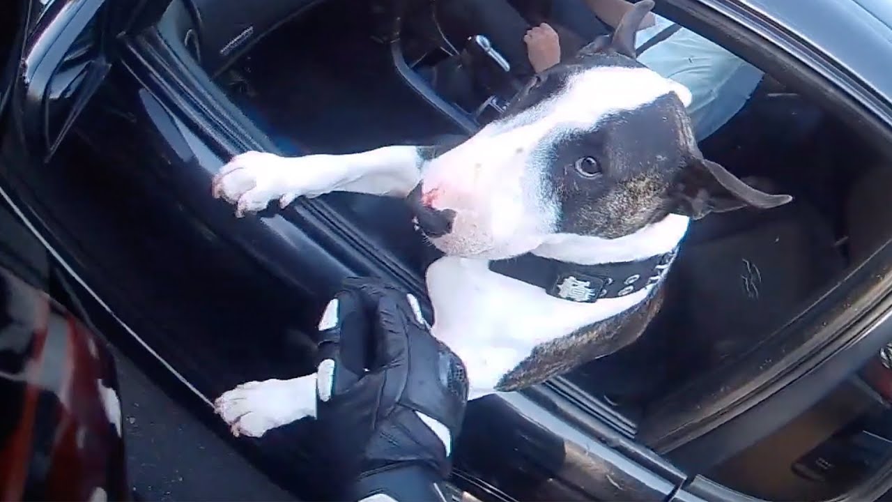 BIKERS ARE AWESOME 2019 | Helping People & Animals