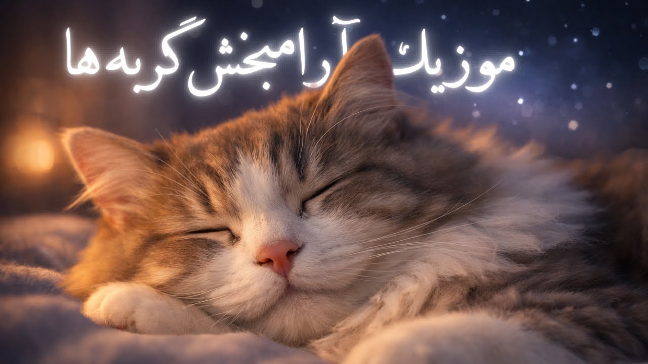معجزه ی موزیک مخصوص گربه‌ها|music for cats 🎶