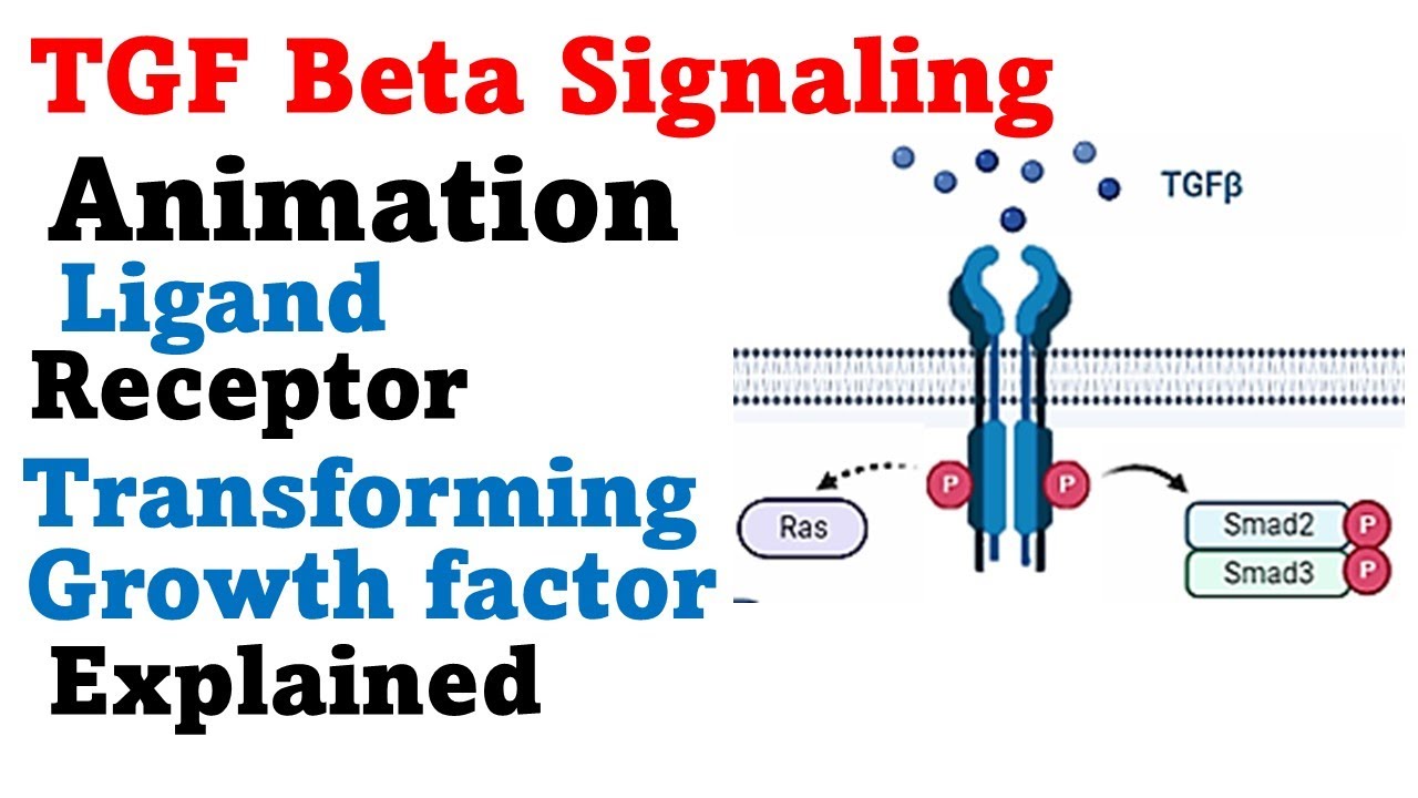 TGF beta pathway | transforming growth factor beta signaling