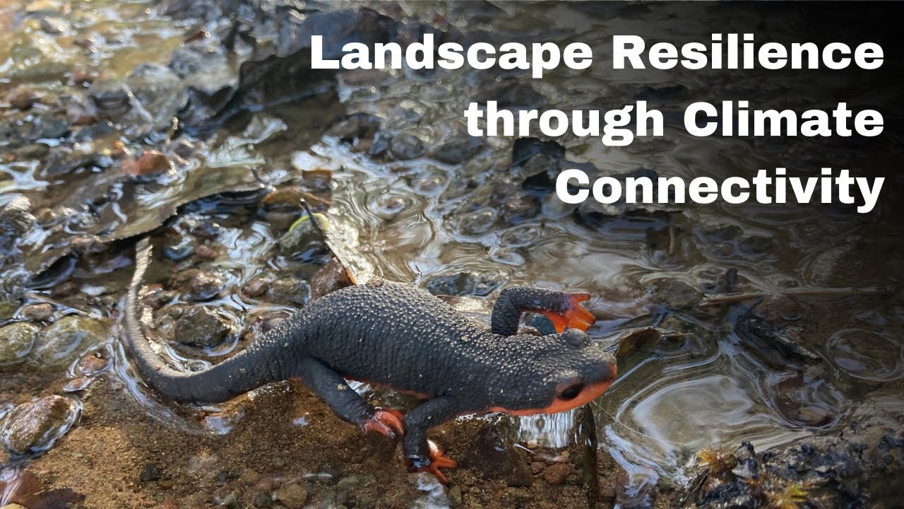Landscape Resilience through Climate Connectivity Webinar 2020