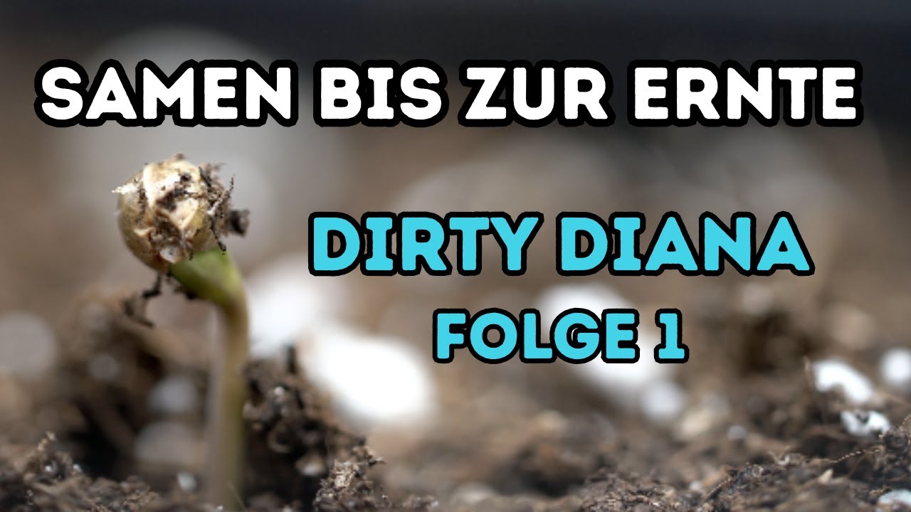 Samen bis zur Ernte - ALLES was ich an Tag 1 bis 15 gemacht habe | Dirty Diana Folge 1/4