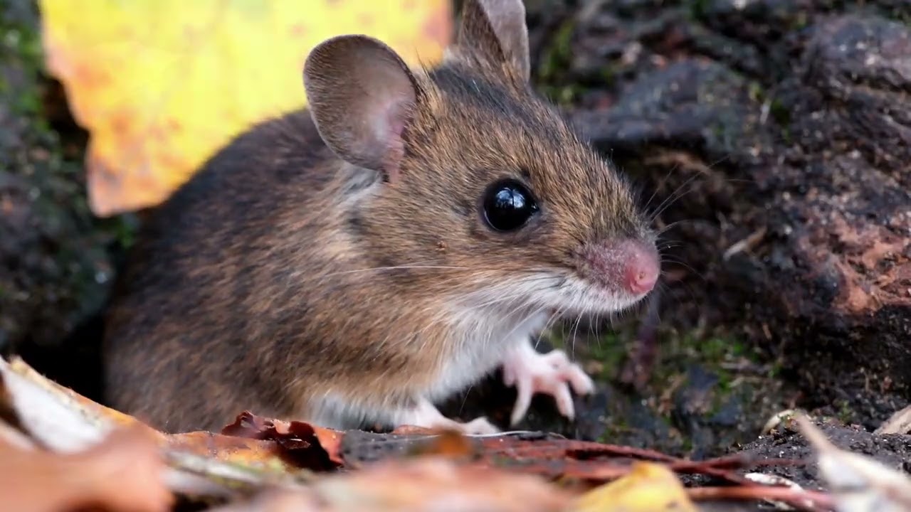 Die Waldmaus
