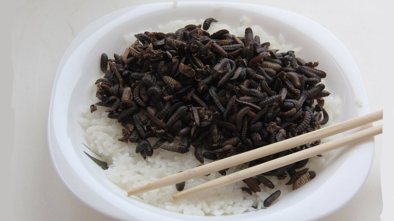Maggots vs Rice (Black Soldier Fly Larvae Time-lapse)