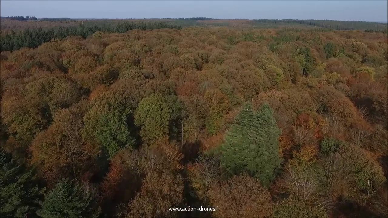 Vue a&eacute;rienne d&rsquo;une for&ecirc;t en automne survol&eacute;e par un drone